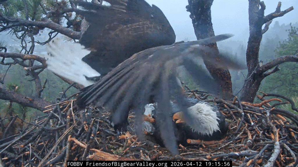 Big Bear Valley bald eagle nest Shadow delivers huge fish