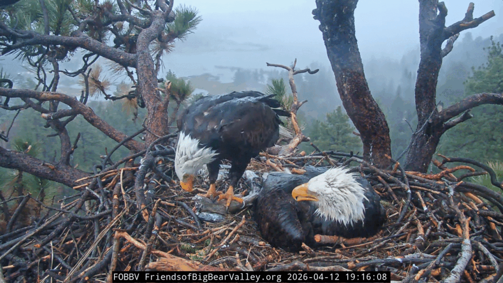 Big Bear Valley eagle nest Shadow delivers huge fish in rain