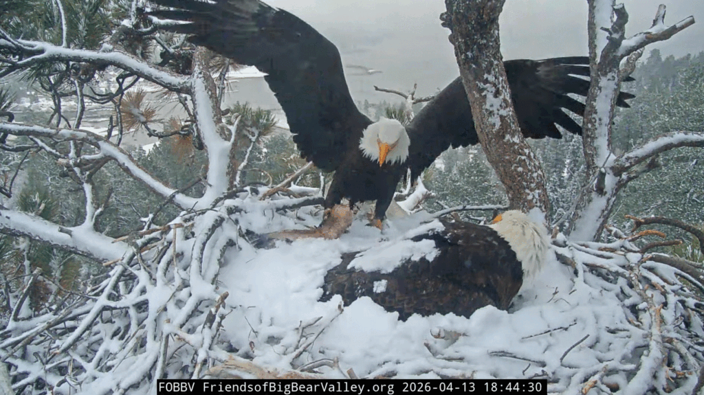 Big Bear Valley Shadow delivers big fish in snow
