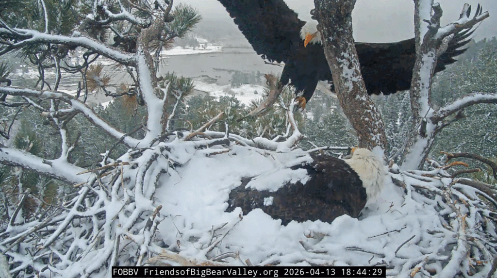 Big Bear Valley Shadow delivers big fish