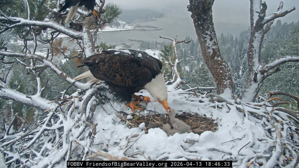 Big Bear Valley Jackie feeds eaglets in snow