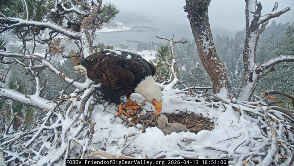 FOBBV Jackie stuffs eaglets with fish