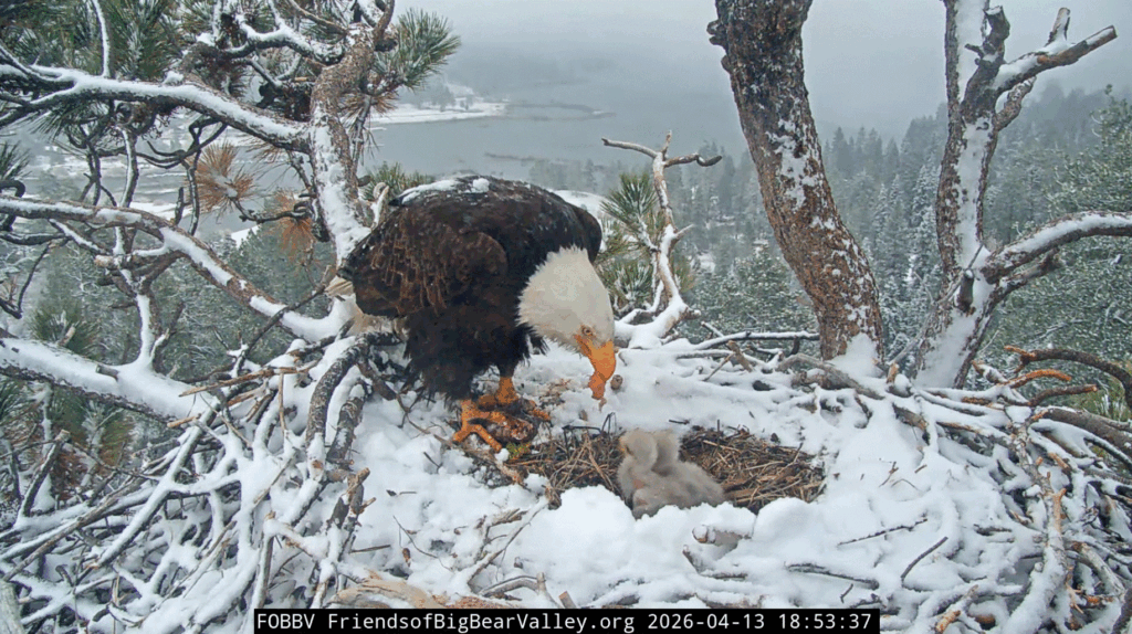 Big Bear Valley eagle nest Jackie feeds eaglets