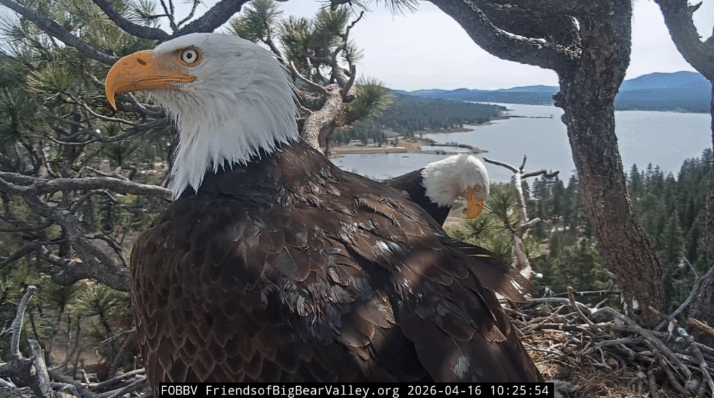 Big Bear Valley Shadow closeup with Jackie 