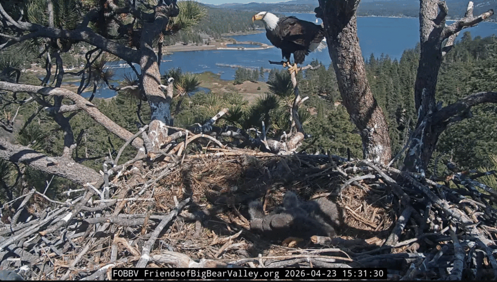 FOBBV Shadow protects eaglets