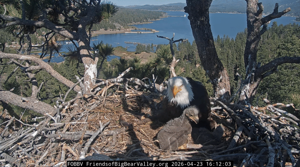 Big Bear Valley Shadow brooding eaglet 1 standing