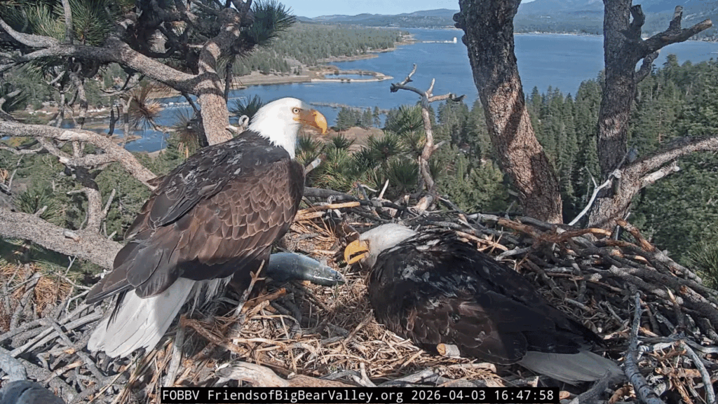 FOBBV Shadow brings second fish for Jackie