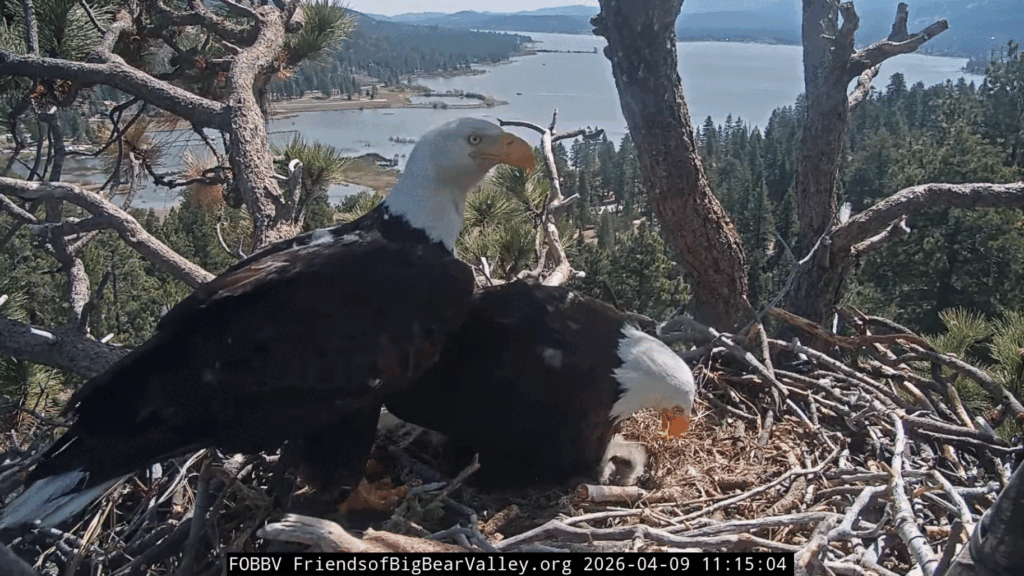 FOBBV Shadow shift change