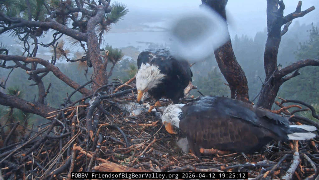 FOBBV Shadow dadbrella