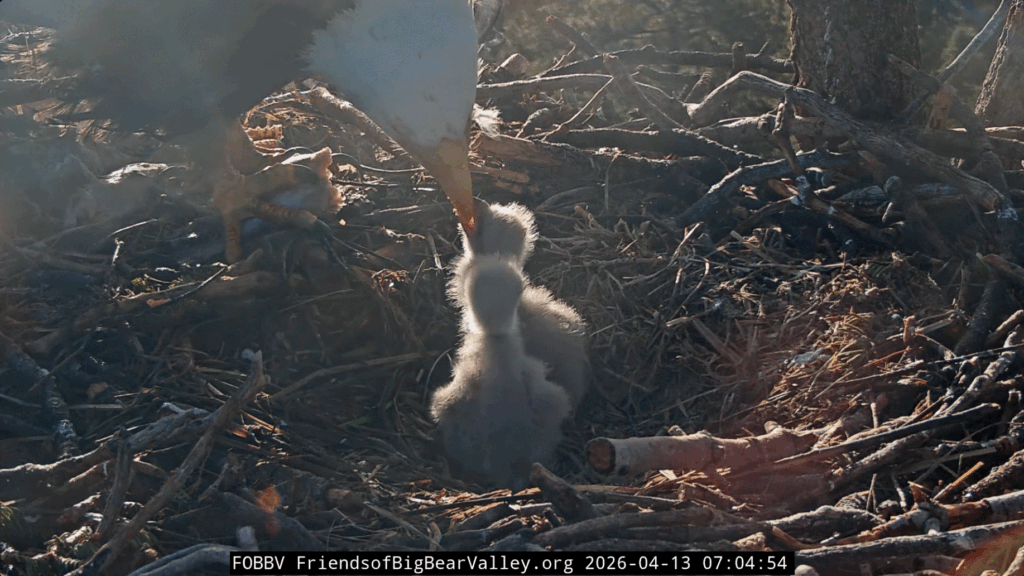 Big Bear Valley Jackie feeds eaglets