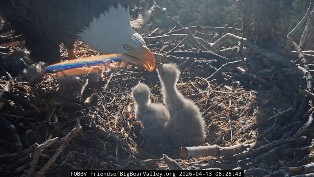 Big Bear Valley Shadow feeds eaglets