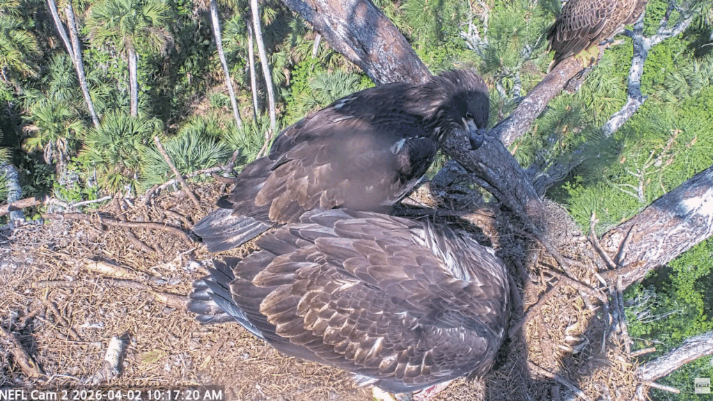 NEFL Eve feeds fish Kai watches