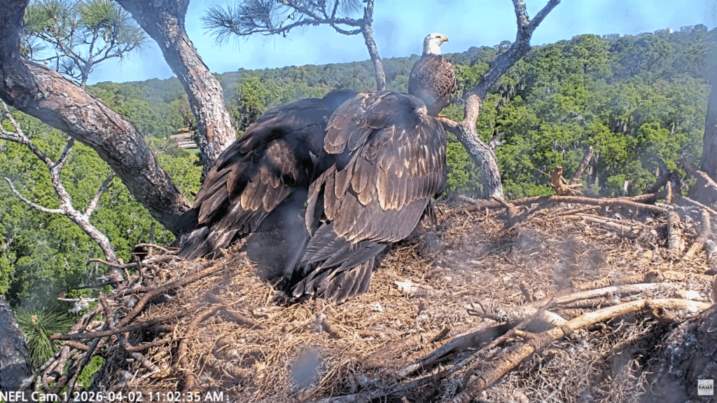 NEFL Gabby stand watch