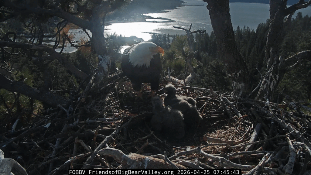 FOBBV Shadow feeds eaglets