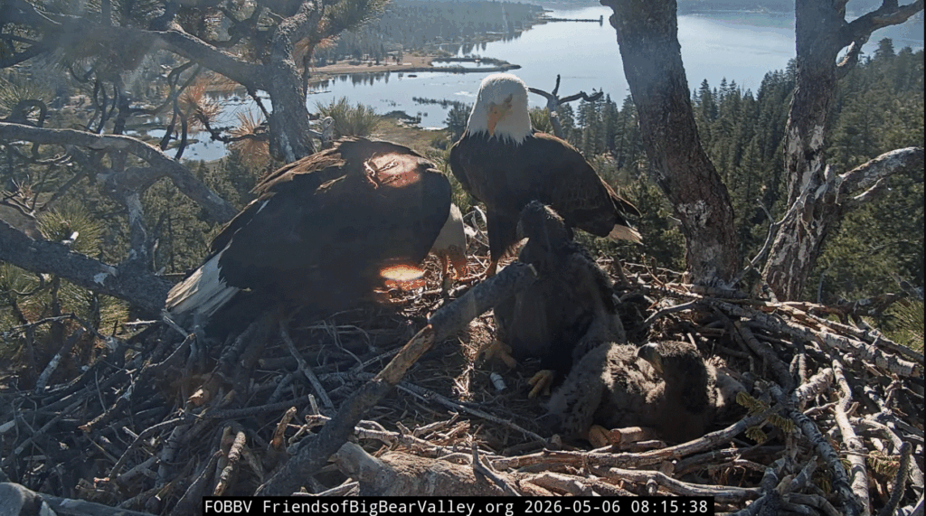 FOBBV eagle family