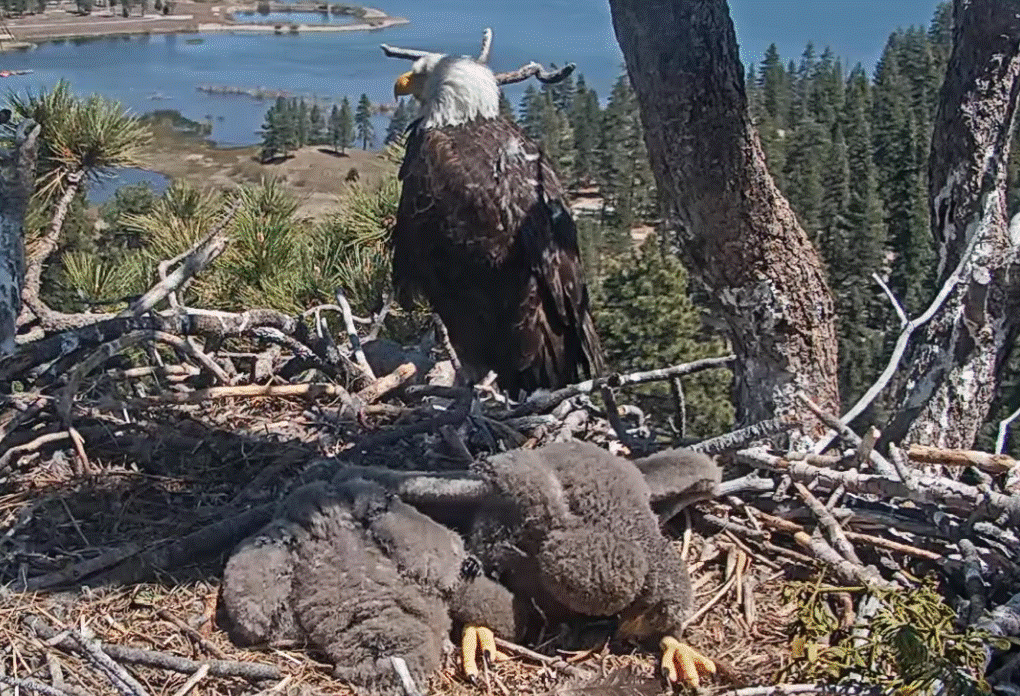 Big Bear Valley eaglets in food coma