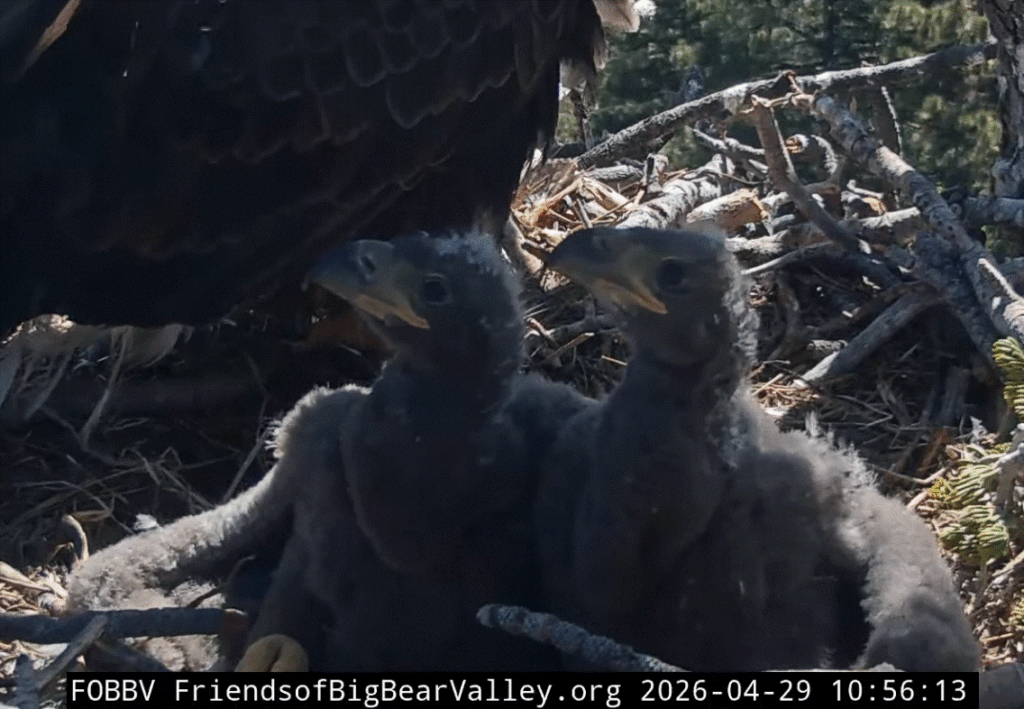 FOBBV eaglets named Sandy and Luna