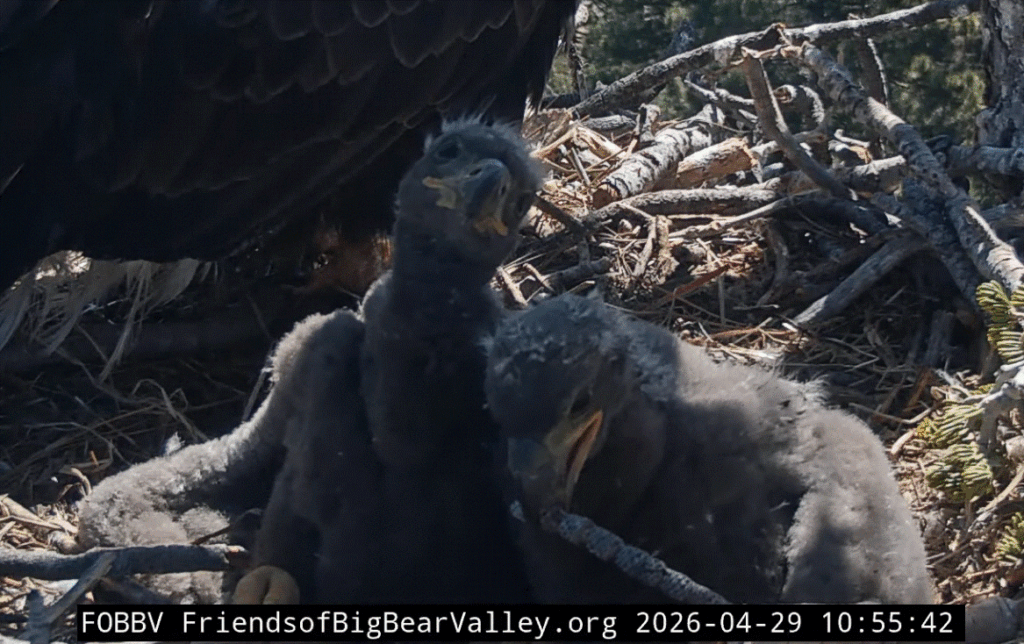 Big Bear Valley eaglets are named Sandy and Luna