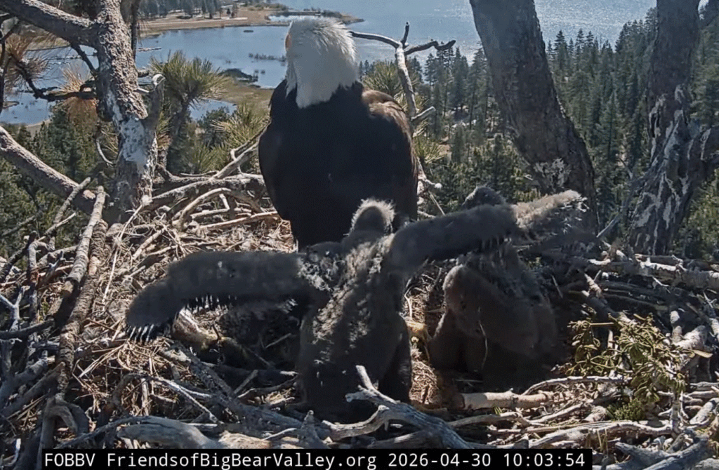 Big Bear Valley eaglet 1 wing stretch