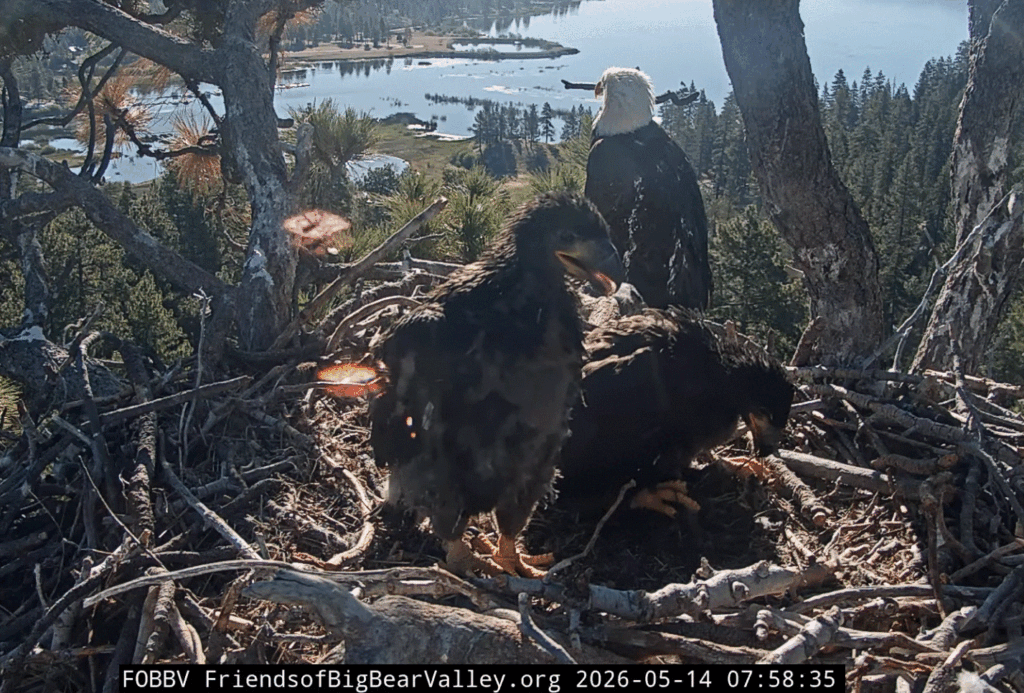 FOBBV eaglets standing more