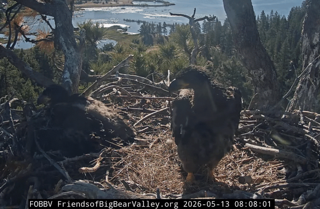 FOBBV eaglets standing more