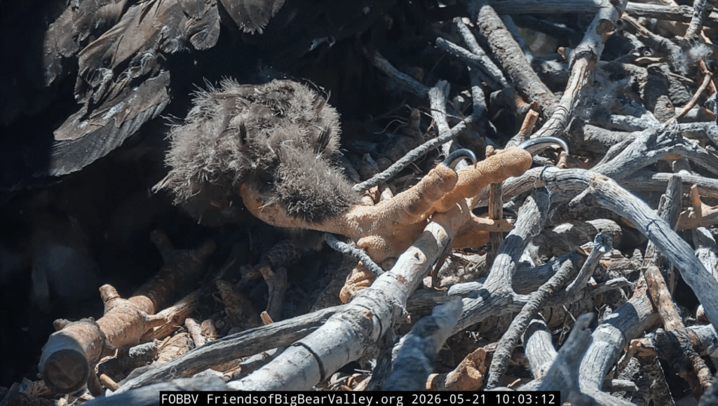 FOBBV Sandy eagle talons