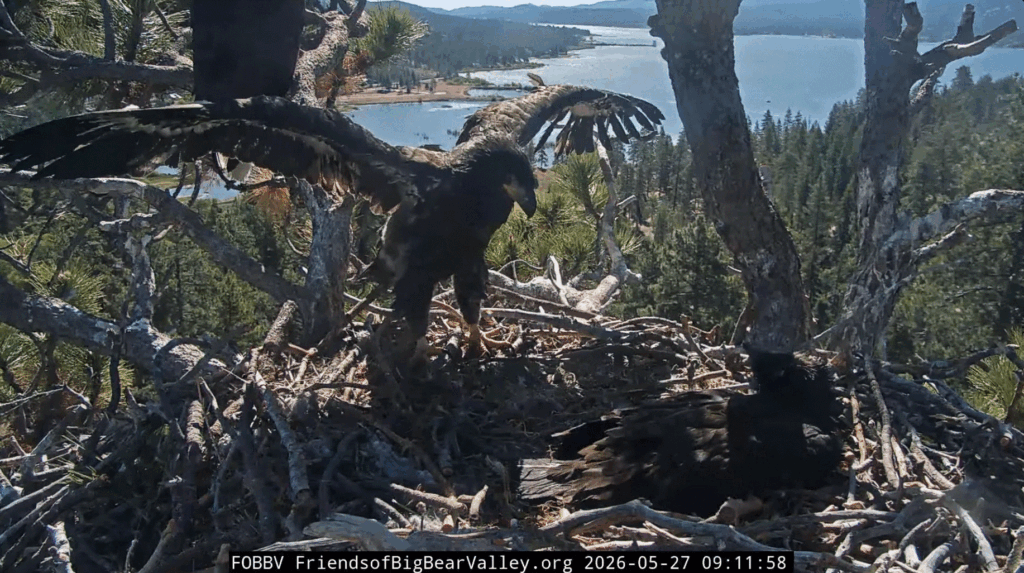 FOBBV Sandy big wing flaps