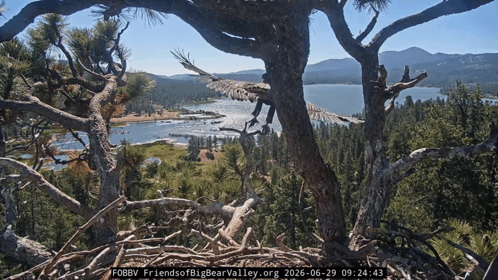 FOBBV Luna fledged today on 6/29/26 at 9:24am