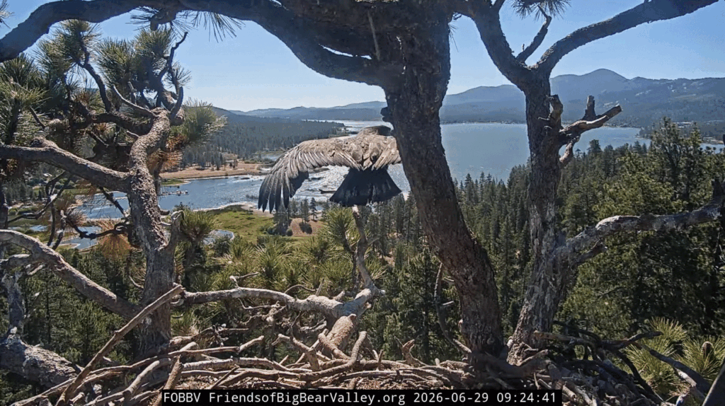 FOBBV Luna fledges