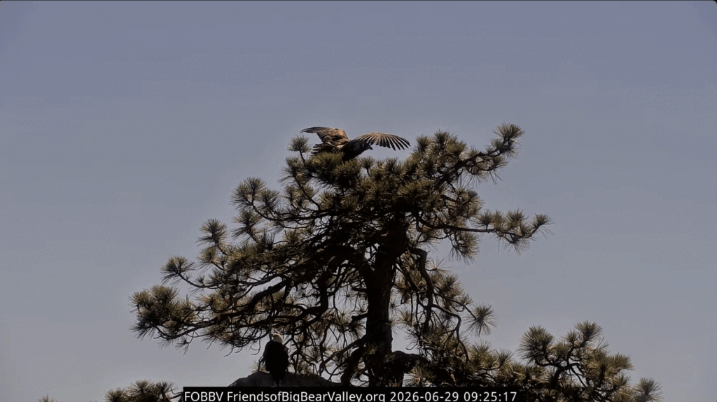 FOBBV Luna on Simba Tree with Shadow