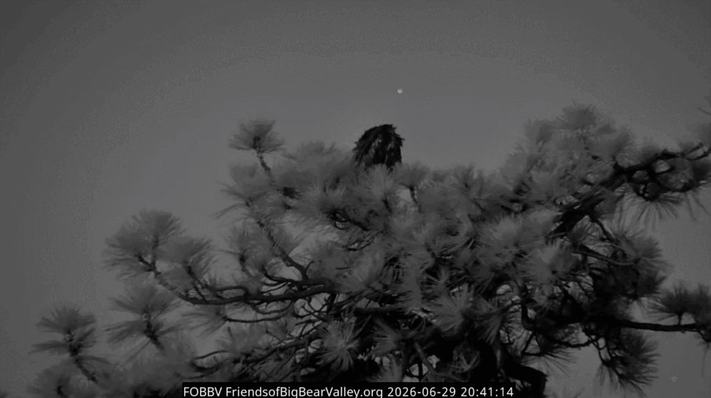 FOBBV Luna sleeping on the simba tree