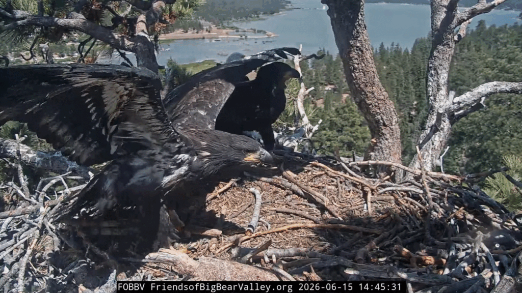 FOBBV eaglets ready to fly
