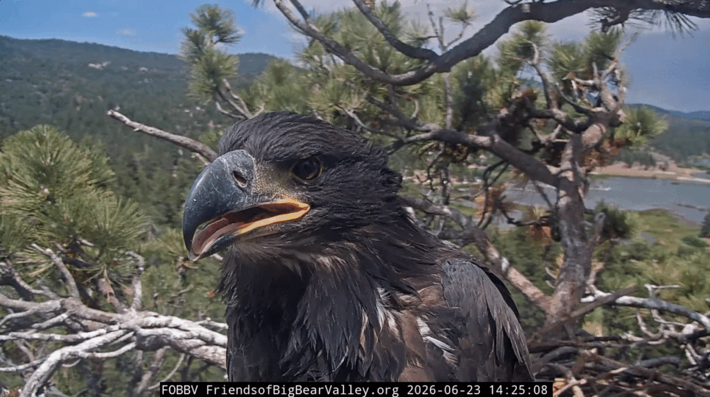 FOBBV Sandy the eaglet
