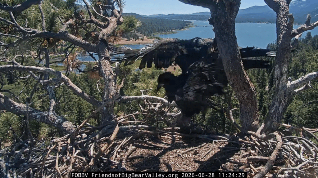 FOBBV Sandy fledged