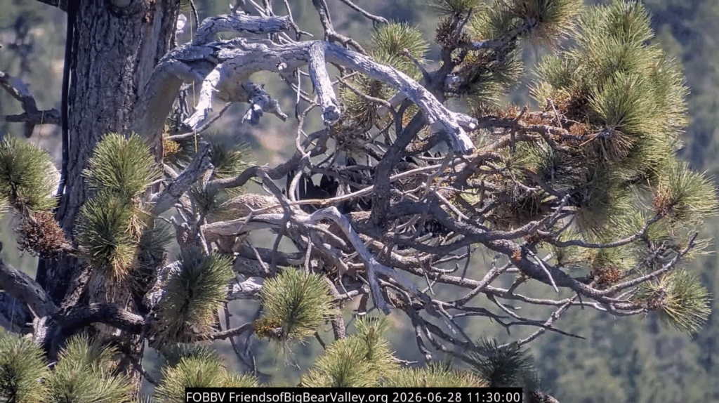 FOBBV Sandy fledged