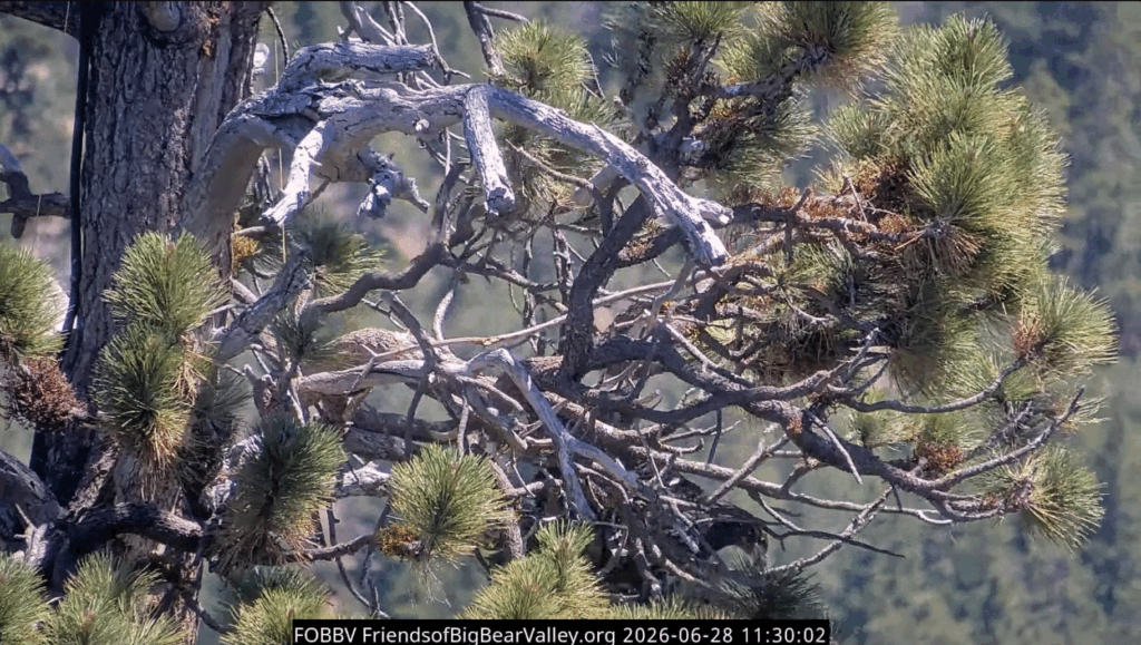 FOBBV Sandy fledged