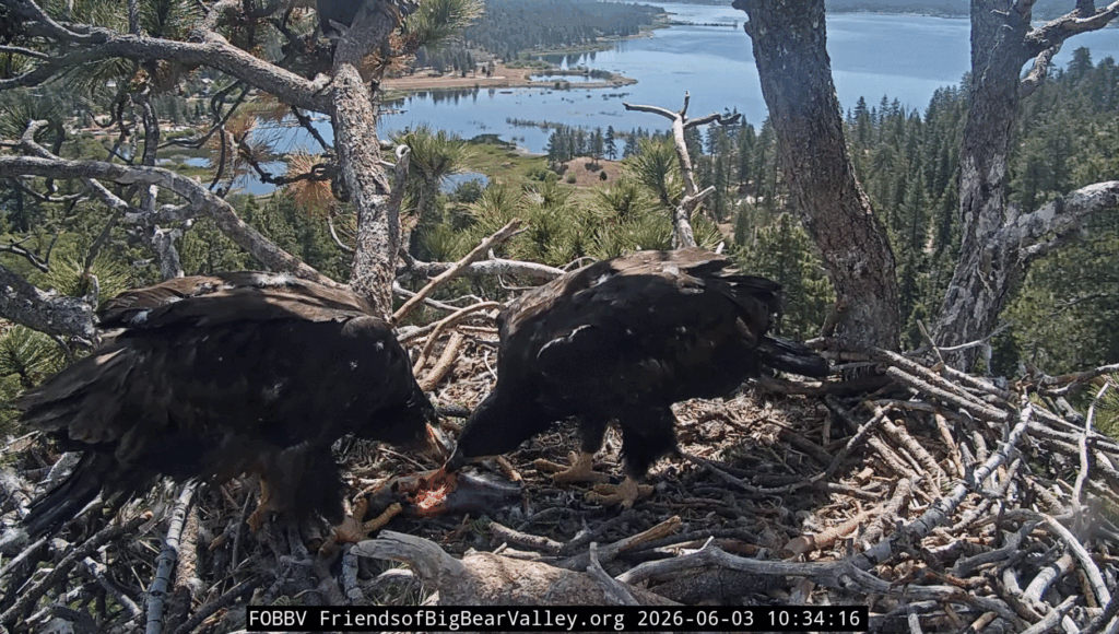 FOBBV siblings shared feeding
