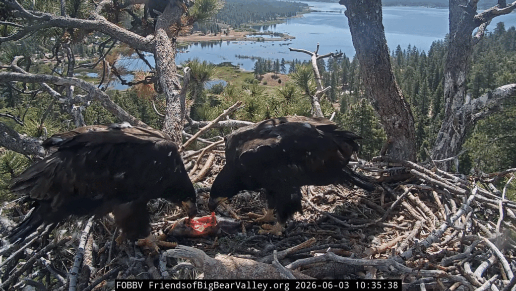 FOBBV siblings shared feeding