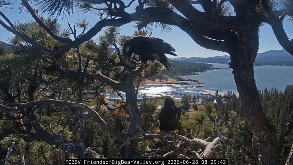 FOBBV eaglets branching further out