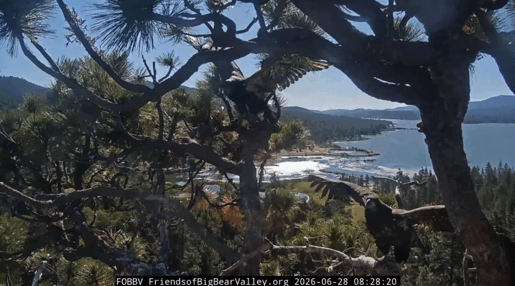 FOBBV eaglets flapping wings together