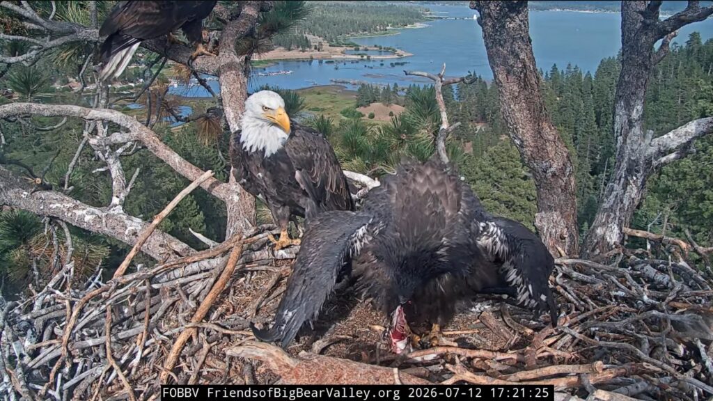 FOBBV happy reunion eagle family