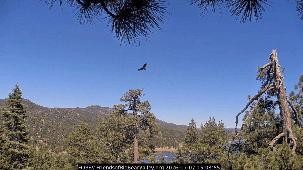 FOBBV Luna soaring in the sky