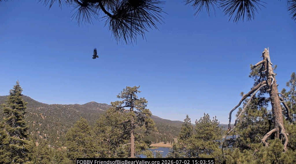 FOBBV Luna flying