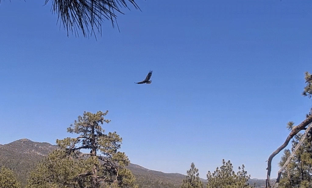 FOBBV Luna soaring the skies