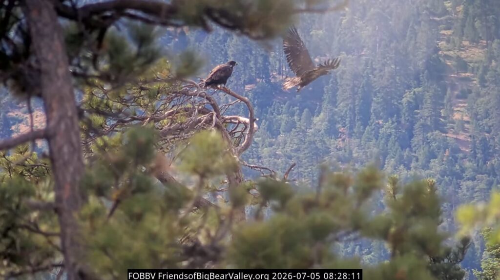 FOBBV lookout snag fly