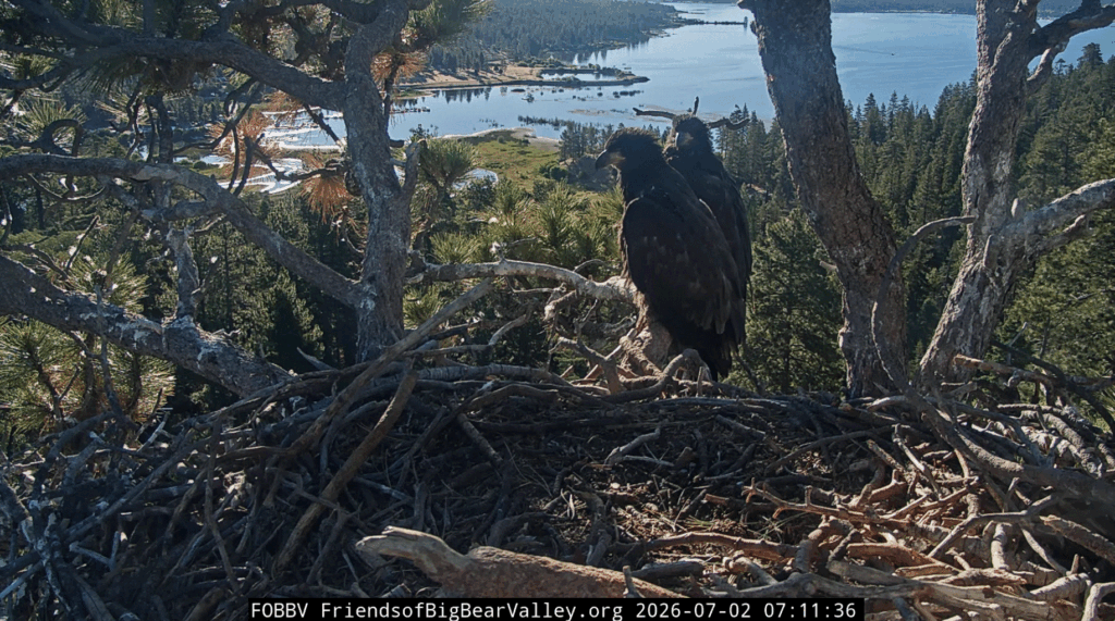 FOBBV Sandy and Luna reunited at the nest