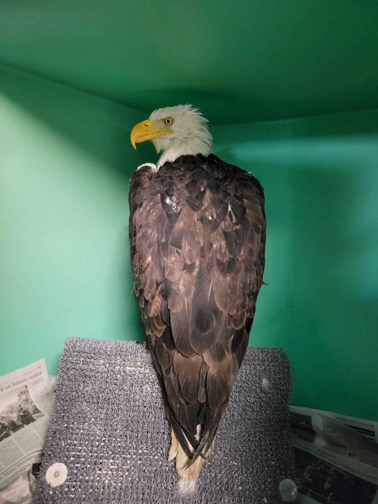 FOBBV Jackie in rescue care at Ojai Raptor Center
