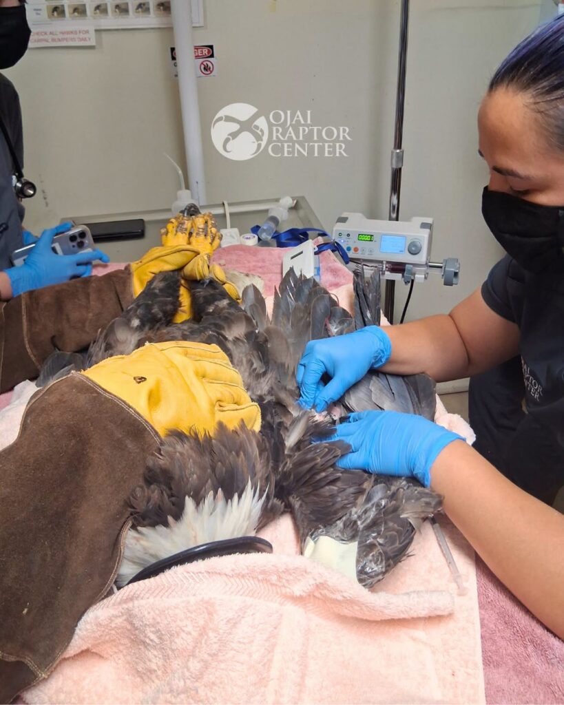 Jackie treatment at Ojai Raptor Center