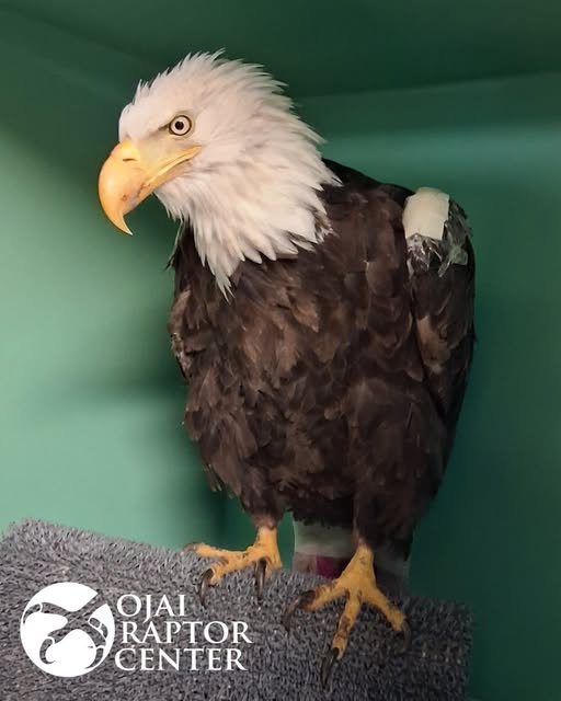 Jackie update from Ojai Raptor Center