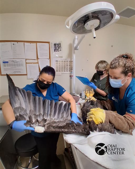 Jackie being treated at Ojai Raptor Center
